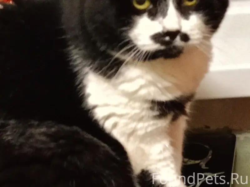 Пропала кошка боб тейл, Автозаводский район