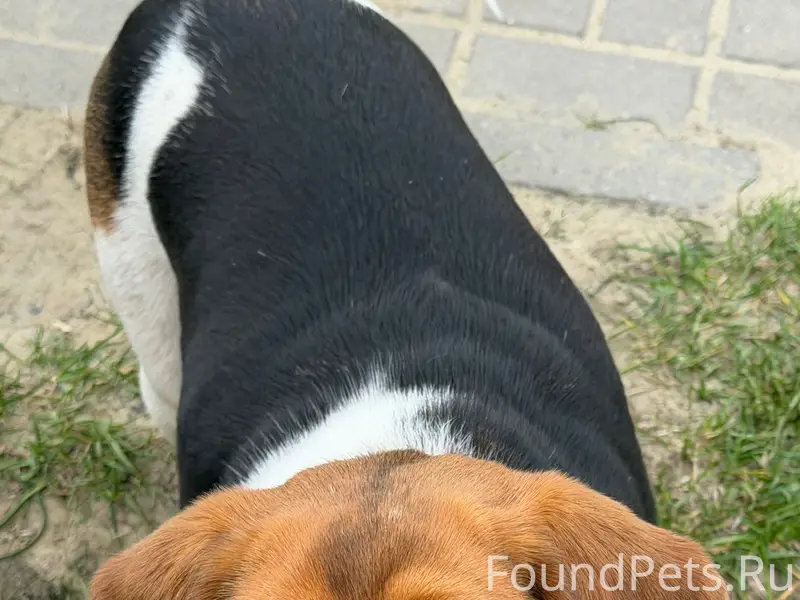 Пропал пёс, м-н Северный