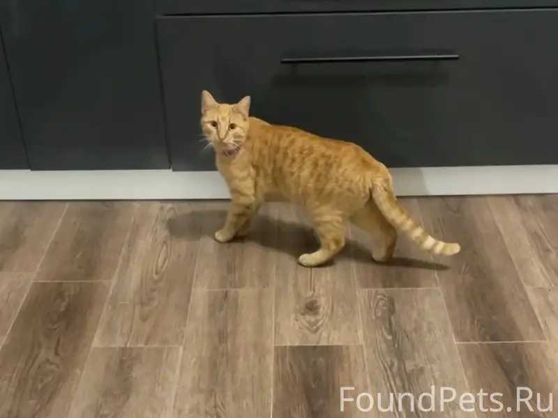 Пропала кошка Морковка, ул. Федоренко