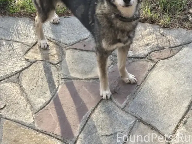 Пропал Гром, западно-сибирская лайка, район Цо Феликс