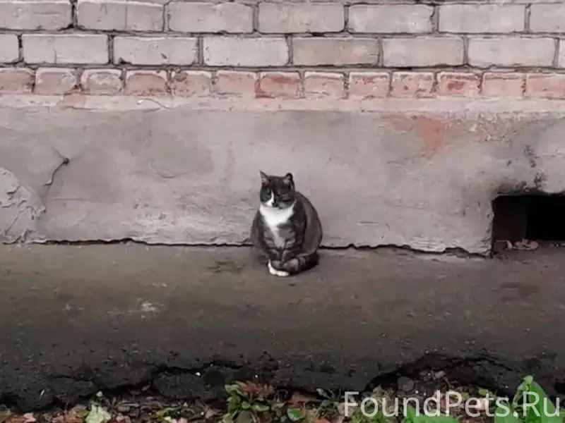 Найдена кошка с редким окрасом, Санкт-Петербург