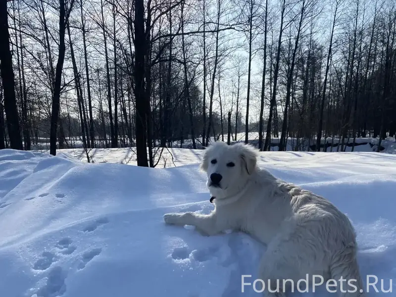 Пропал пёс Рольф, пропал 23.04.2026