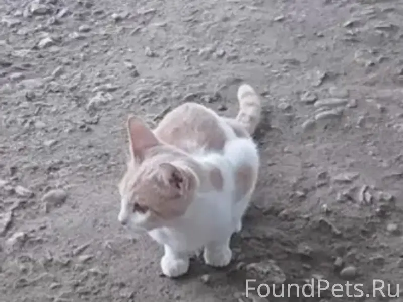 Пропал кот, улица Колхозная