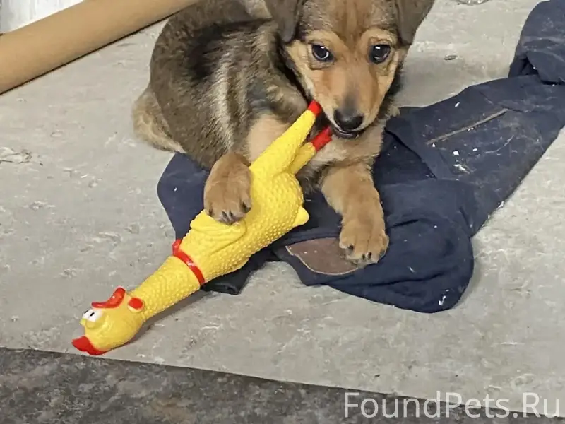 Пропала собака, Ростов на Дону