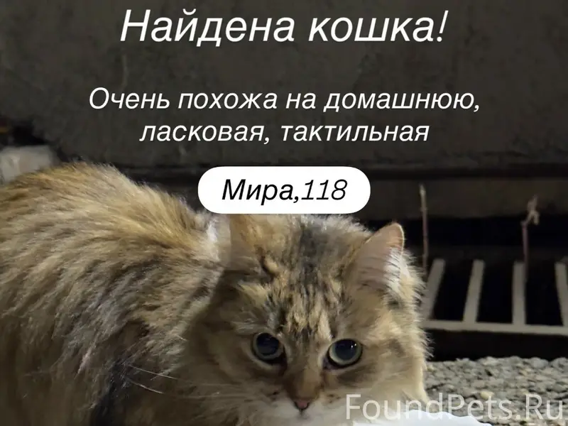 Найдена кошка, [место не указано]