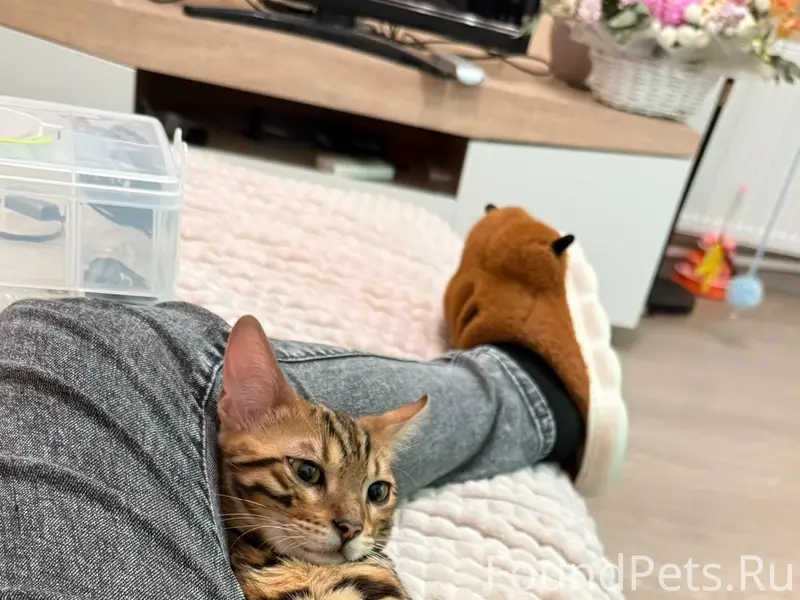 Пропала бенгальская кошка Пума, Военвед