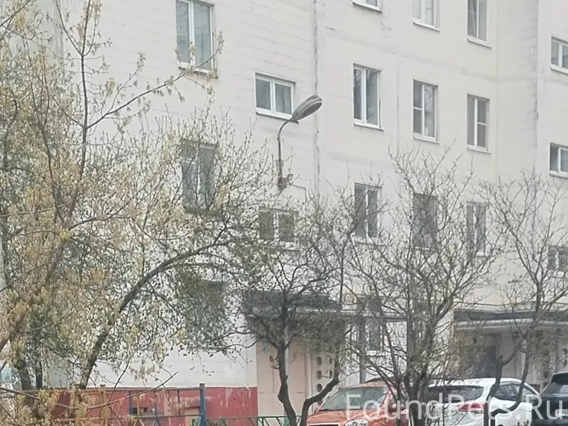 Найден пёс, Калуга