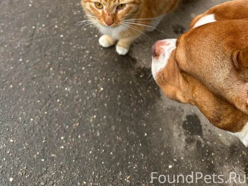 Найден котенок, 9 квартал