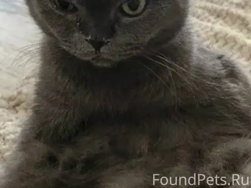 Пропал кот, СХТ