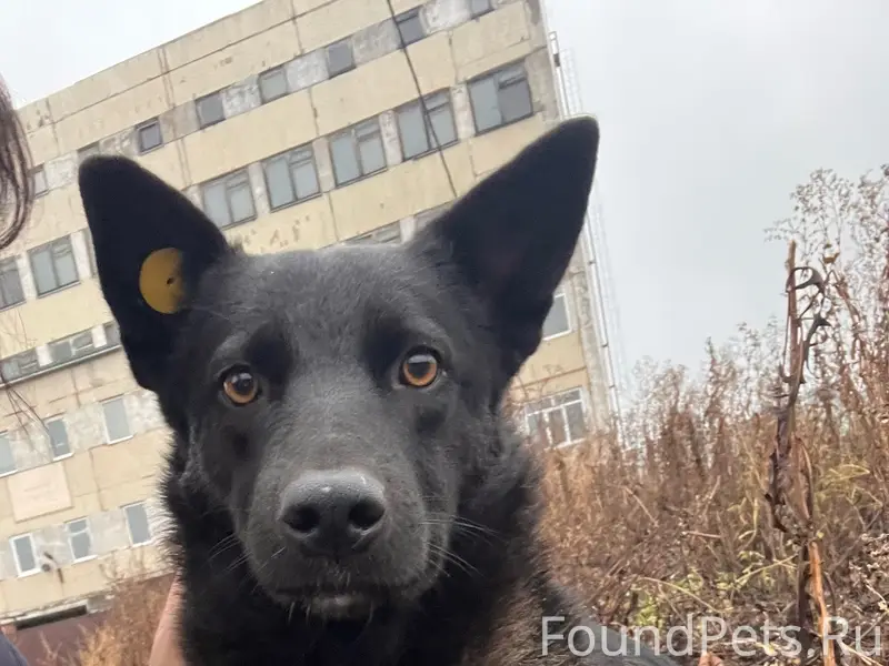 Пропала собака, Заволжская промзона