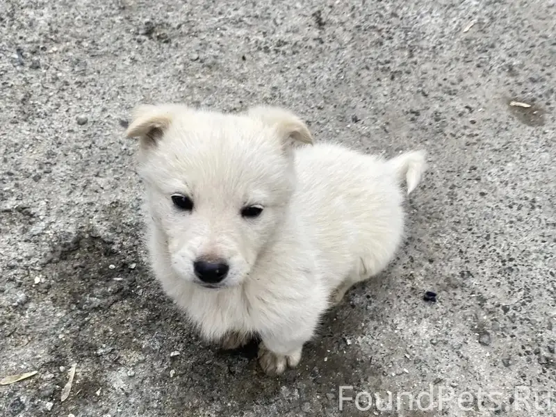 Пропал щенок, подворье храма Умиление
