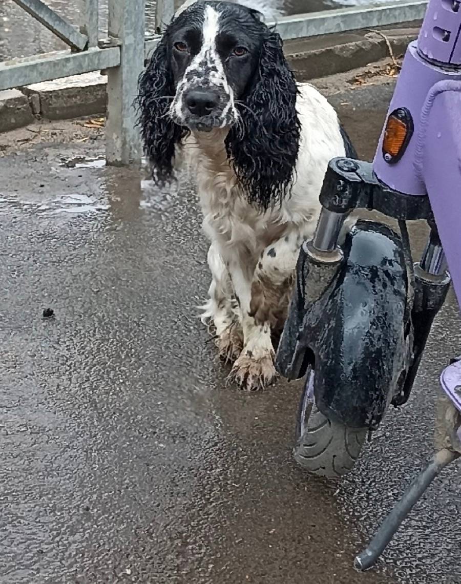 Найден пёс, улица Никитская