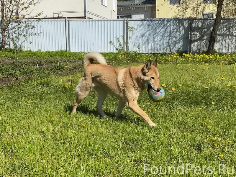 Пропала Лайка Джесси, в сторону шестого