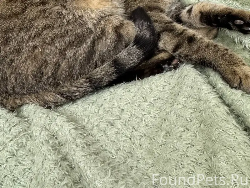 Найден кот, район ул. Г. Амантая