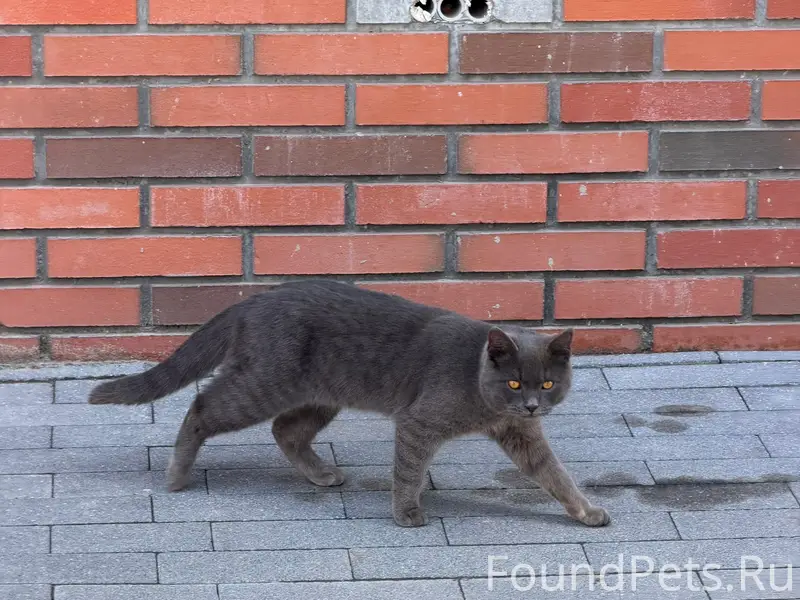 Найден кот, 2-я Оранжерейная