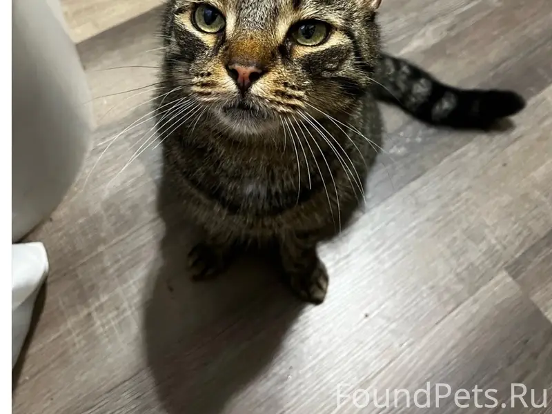 Пропал кот Вася, Лени Голикова