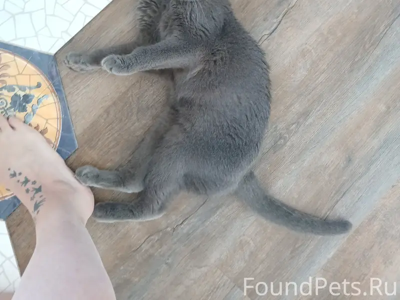 Пропал британский вислоухий Нафаня, Красный яр