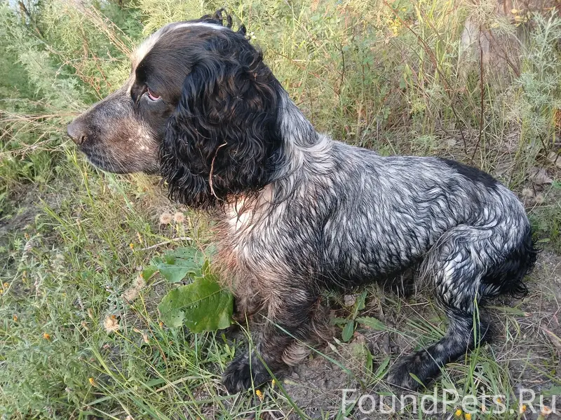 Пропала собака,