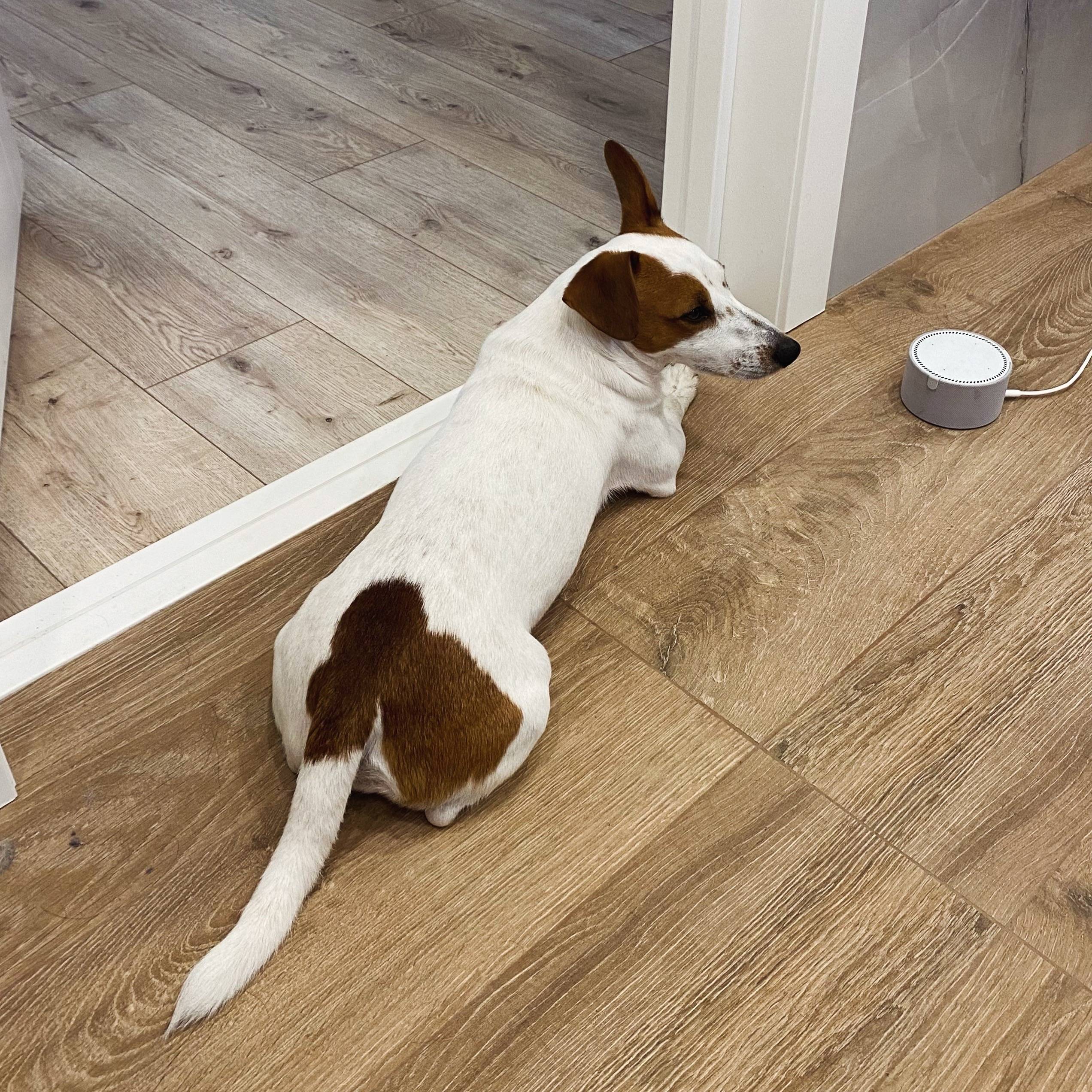 Пропал пёс Семён, Симферополь