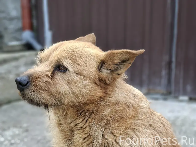 Найден пёс, Керченское шоссе