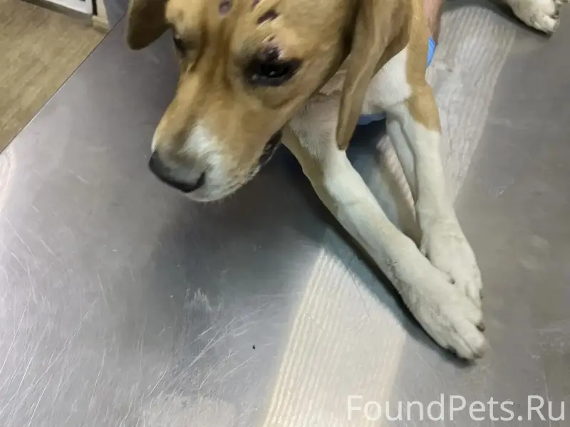 Найдена сбитая собака, Висим