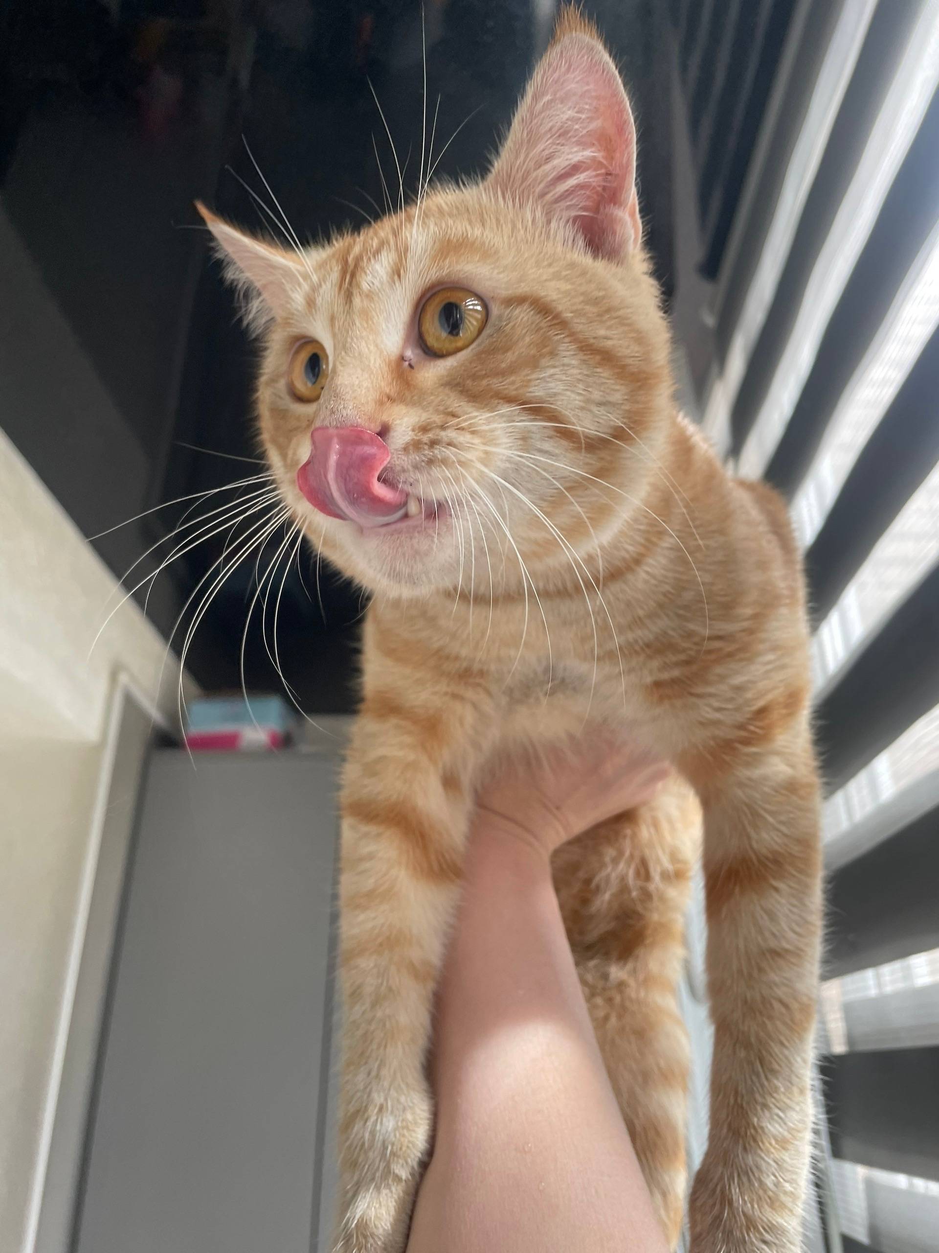 Найден кот, г. Чехов, ул. Дружбы