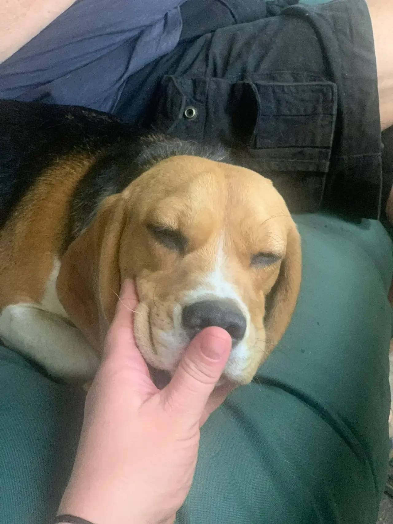 Пропала девочка бигль, Андреевка