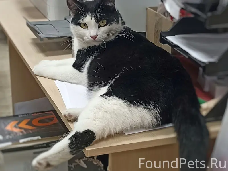 Пропал кот Кош, Ж/Д район