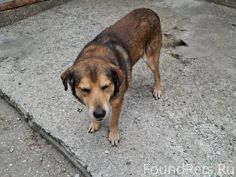 Пропал кобел ьБуржуй, Симферополь