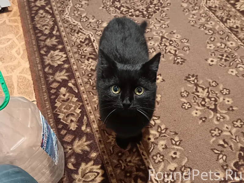 Пропал кот, район больничных домов