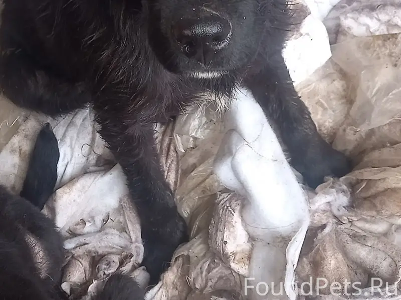 Найден щенок, мальчик