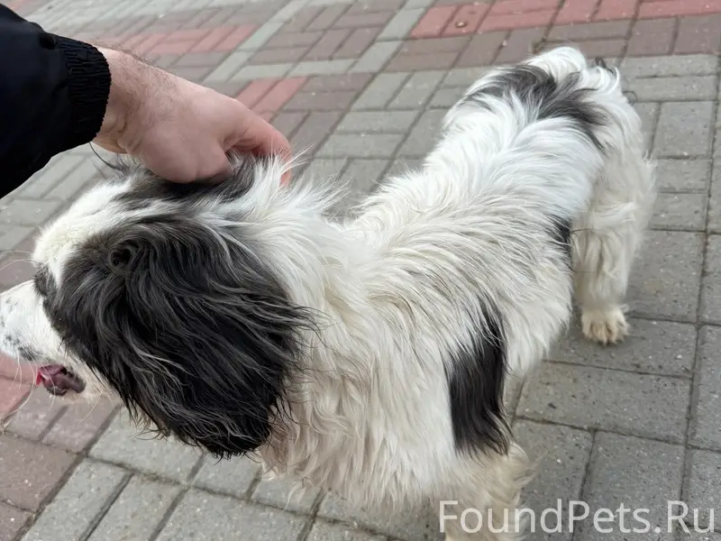 Найден тип собака, парк «Майский»