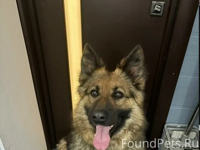 Найден метис, центр Сормова