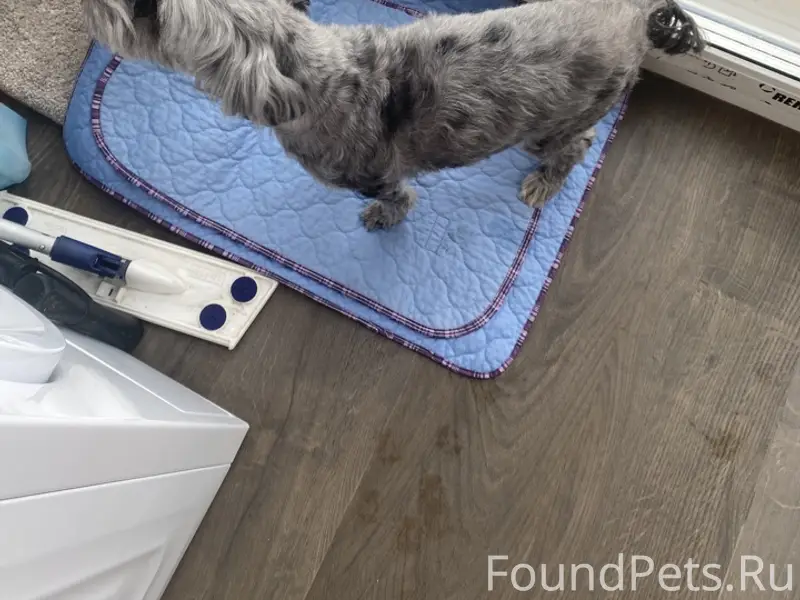 Найдена серая собака девочка 5 кг