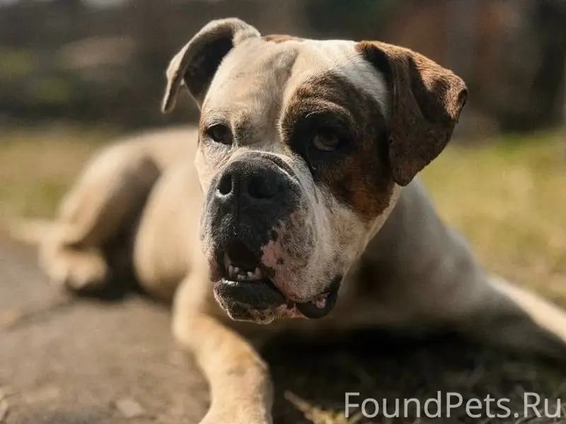 Найден американский бульдог Тайсон, нуждается в доме