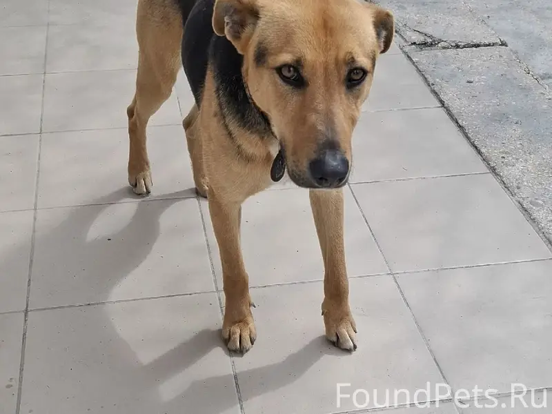 Пропал кобель Боцман, Севастополь