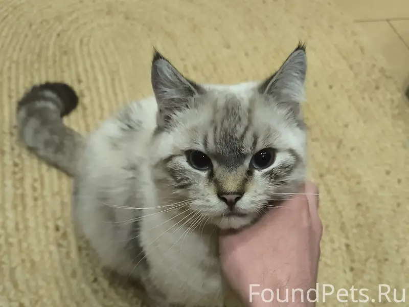 Пропал кот, пропал в посёлке, Газовая 1