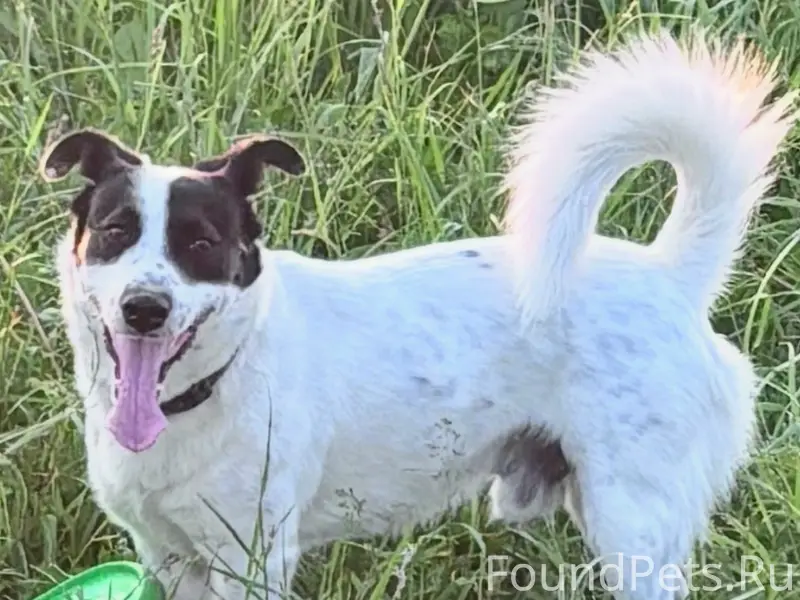 Пропал кобель Арчи, Фабрика 1-ое Мая