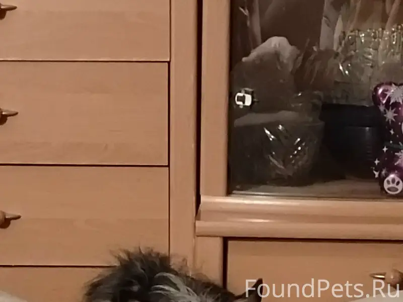 Пропала собака