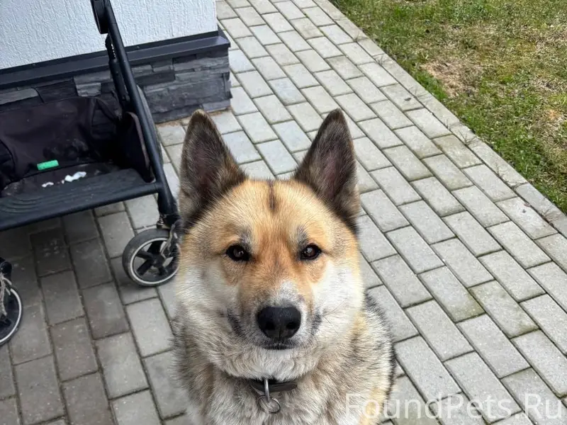 Найден метис, Истринский район