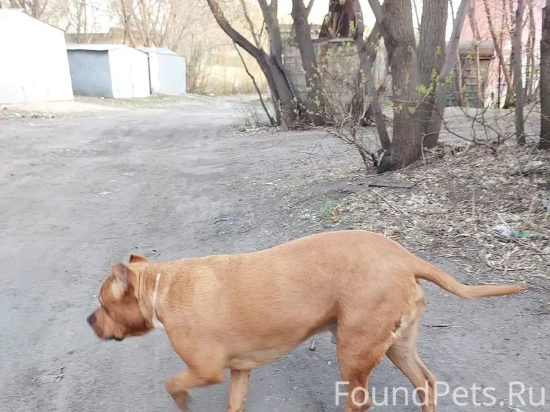 Пропал пит-буль, Порт-Артур