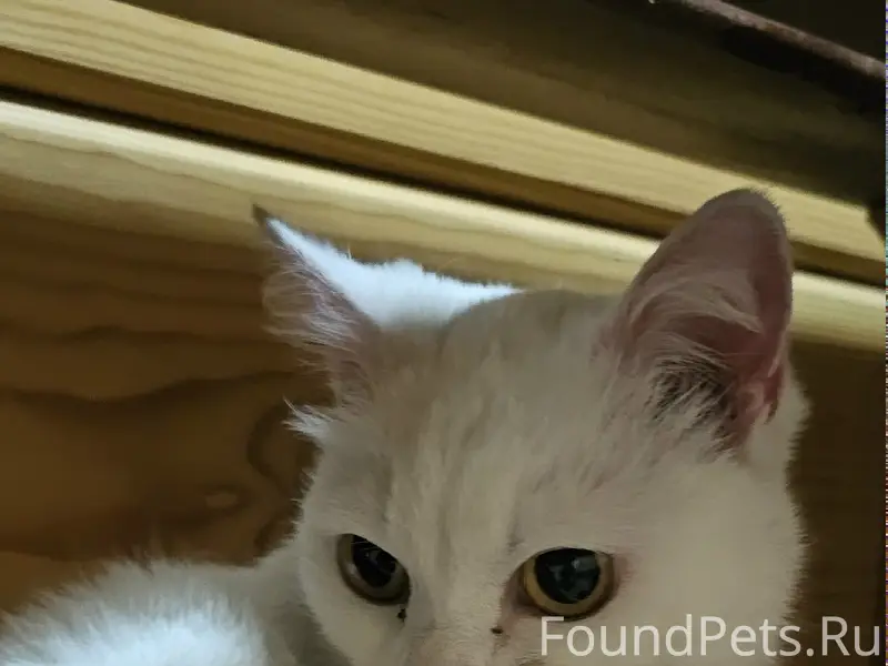 Найден кот/кошка, белый окрас, ул. Затонского