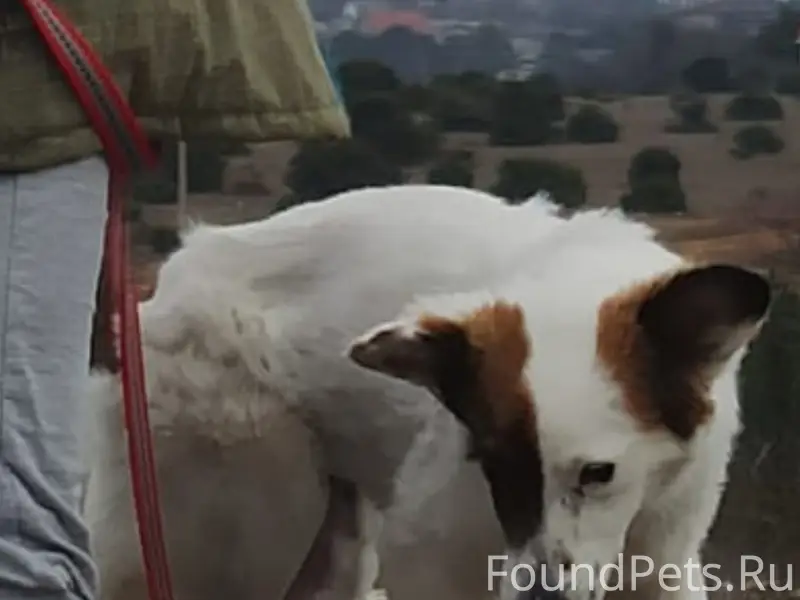 Пропала собака Ляля, Севастополь