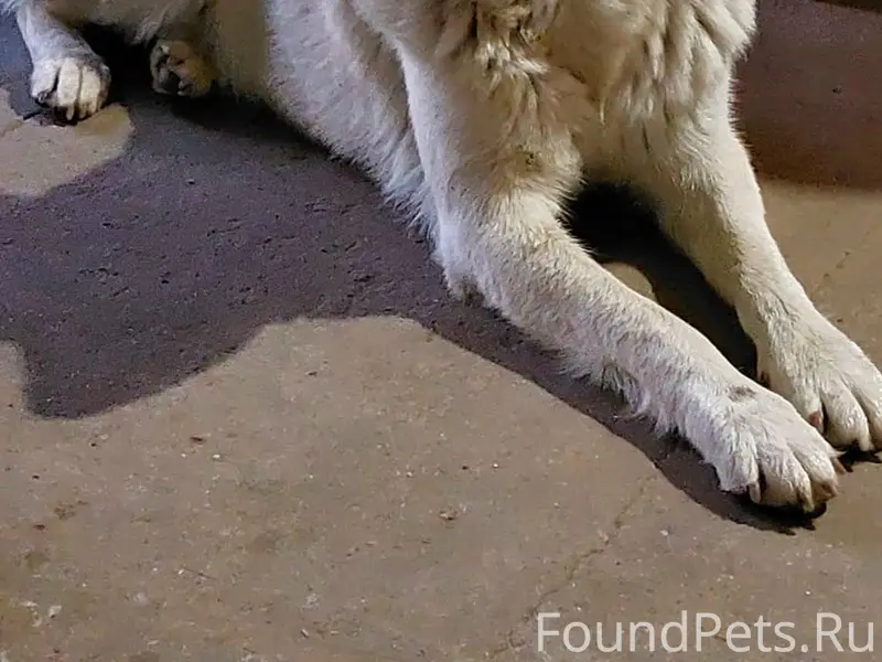 Пропал кобель Мальчик, п. Гвардейское