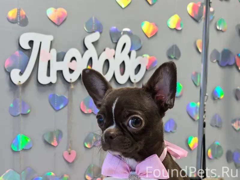 Пропала собака Симона, район Гарькавого 40