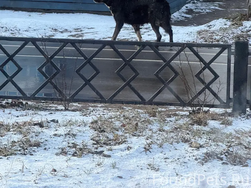 Пропал Ричи, собака