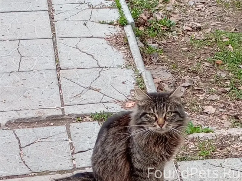 Найден котёнок, ул. Крайняя 6