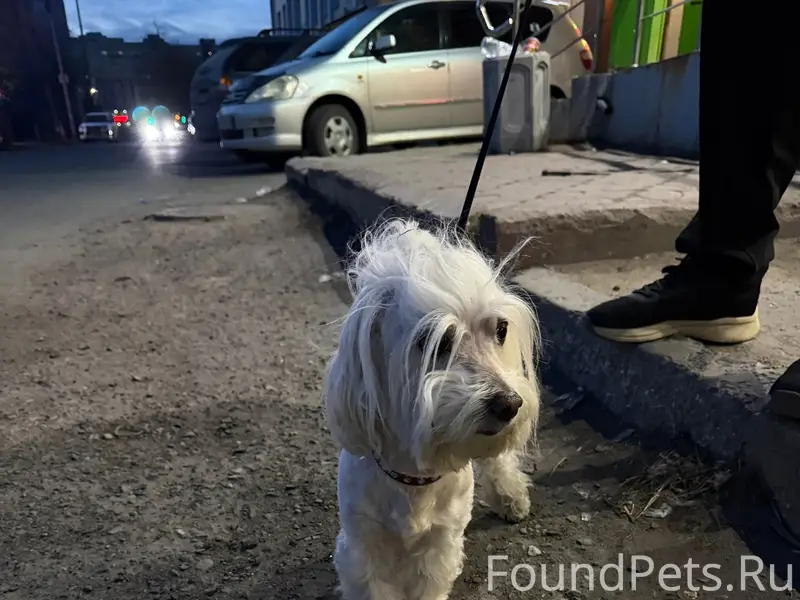 Найден мальчик с красным поводком, район Большевички