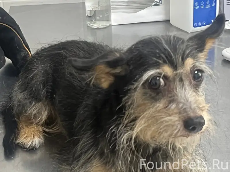 Найден тип собака, г. Тосно