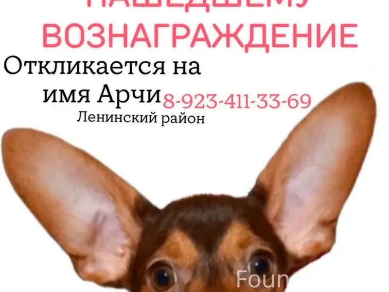 Пропал Арчи, светло-коричневая собака, хромает, Черемошники/Каштак
